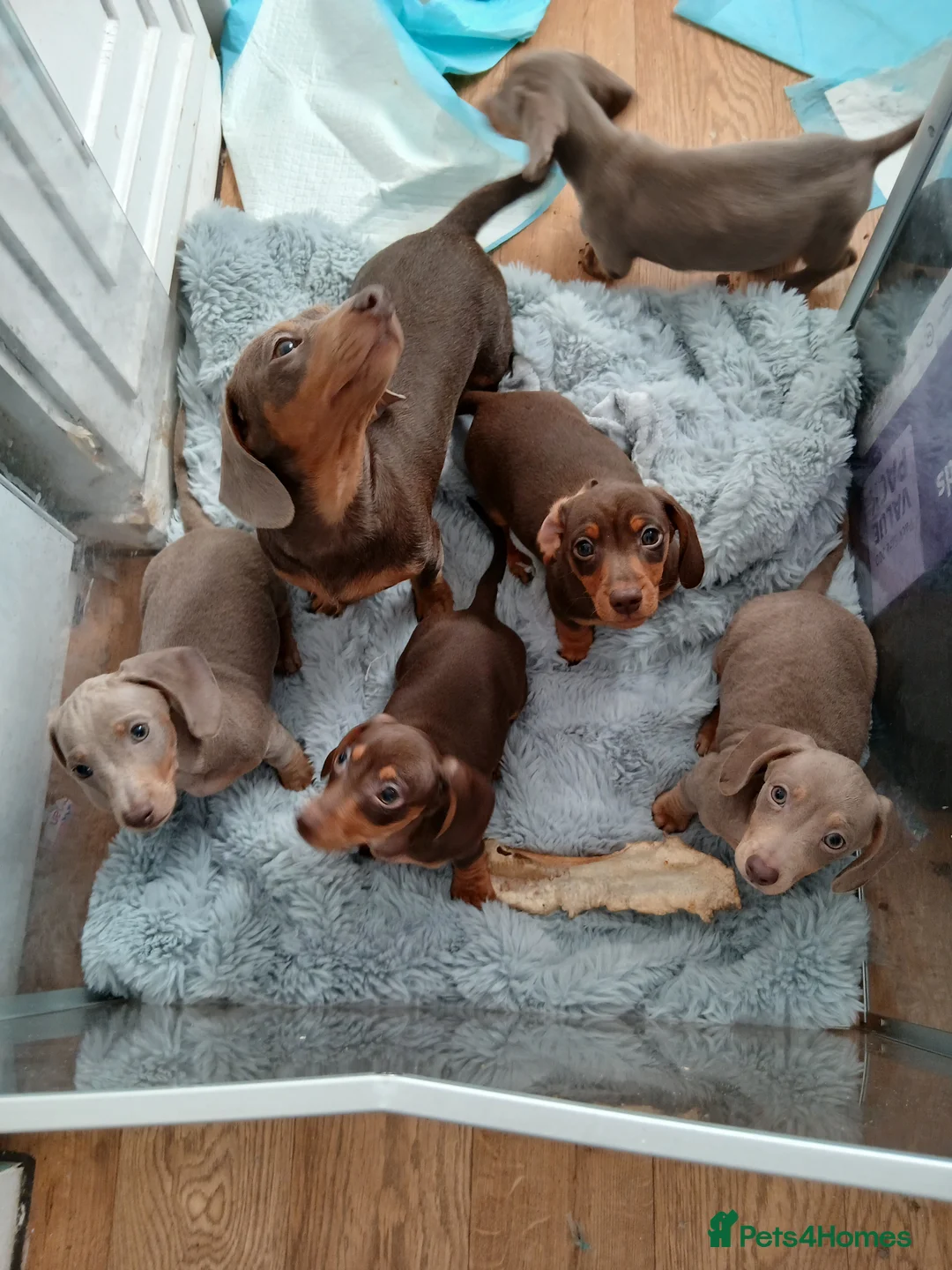 Dachshund dogs for sale: Now only 2 male mini dachshund puppies  - Advert 13
