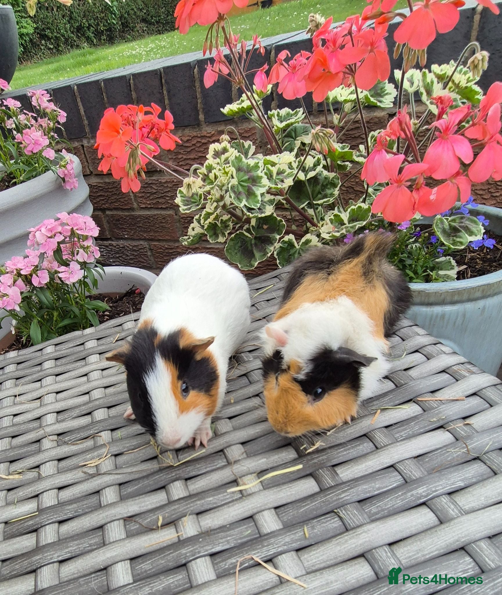 Guinea Pig rodents Beautiful Bonded Baby Boys - Advert 18