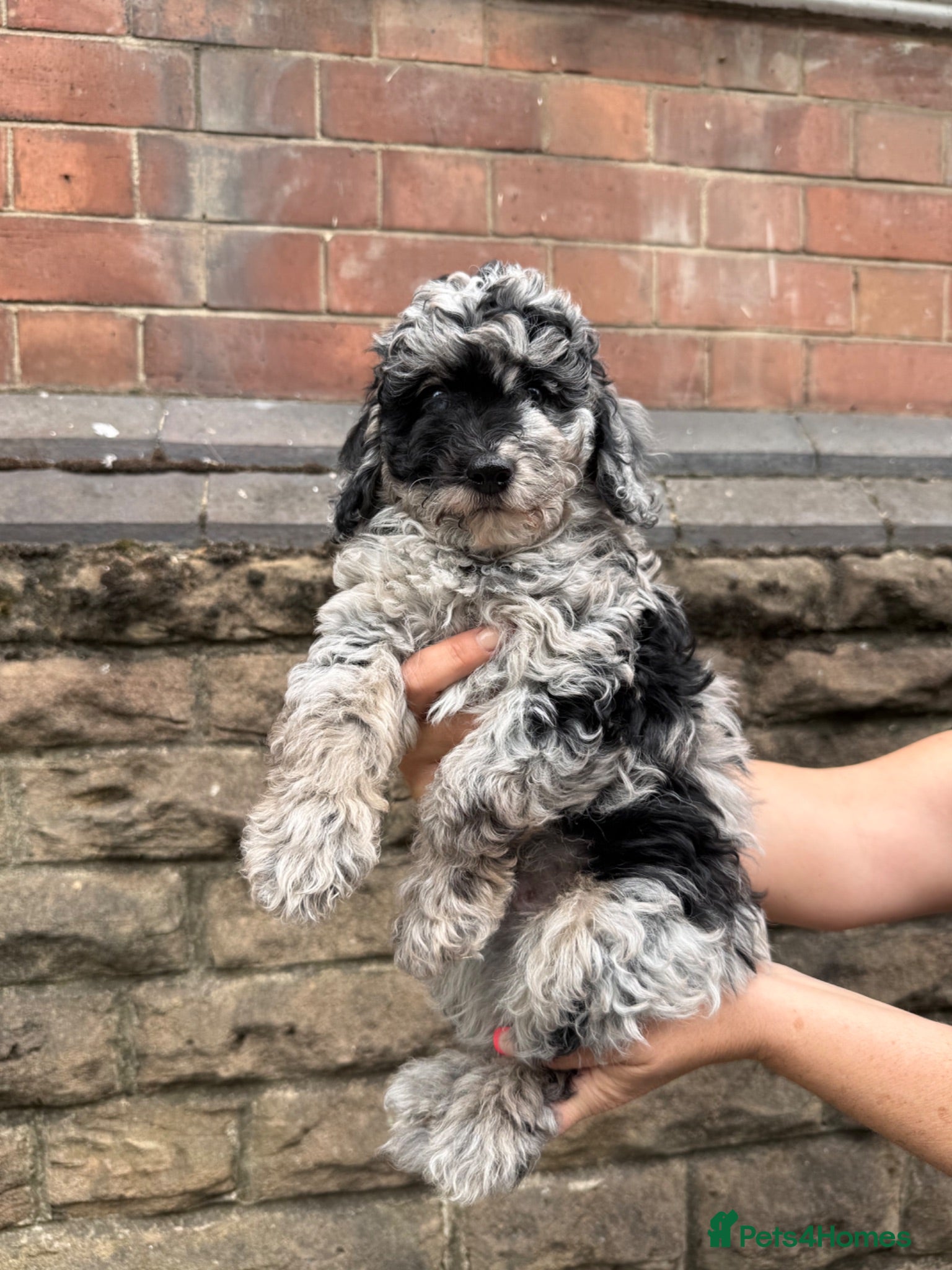 Cavapoo dogs F1 Merle Cavapoo puppies - Advert 10
