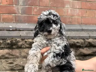 Cavapoo dogs F1 Merle Cavapoo puppies - Advert 10