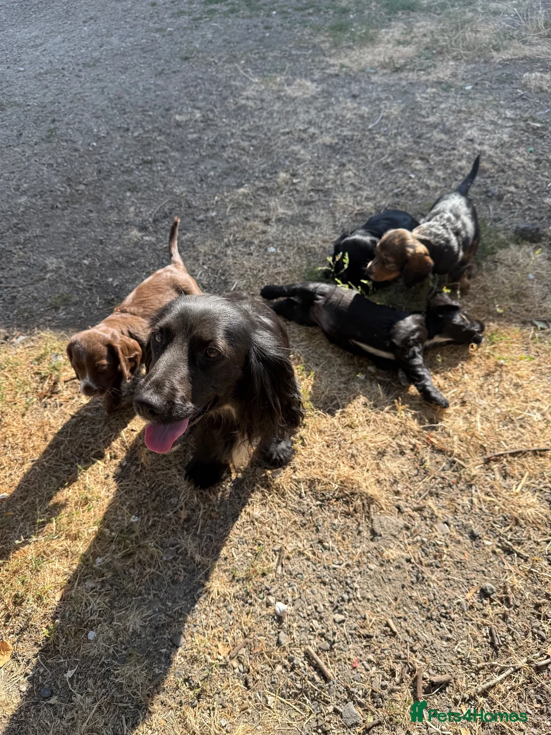 Cocker Spaniel dogs for sale: Cocker spaniel puppies  - Advert 7