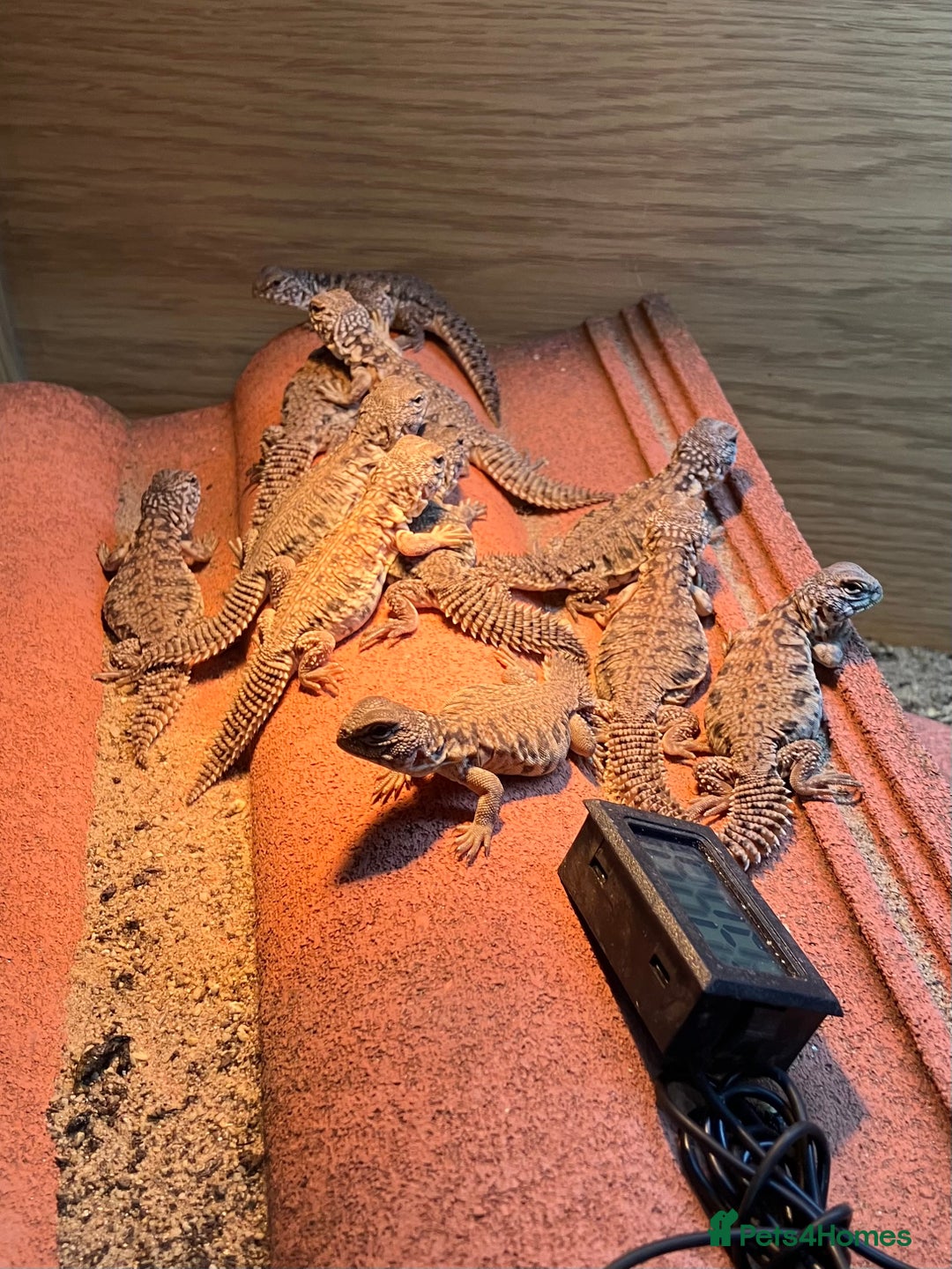 Lizard reptiles for sale: Baby Moroccan Uromastyx  - Image 2