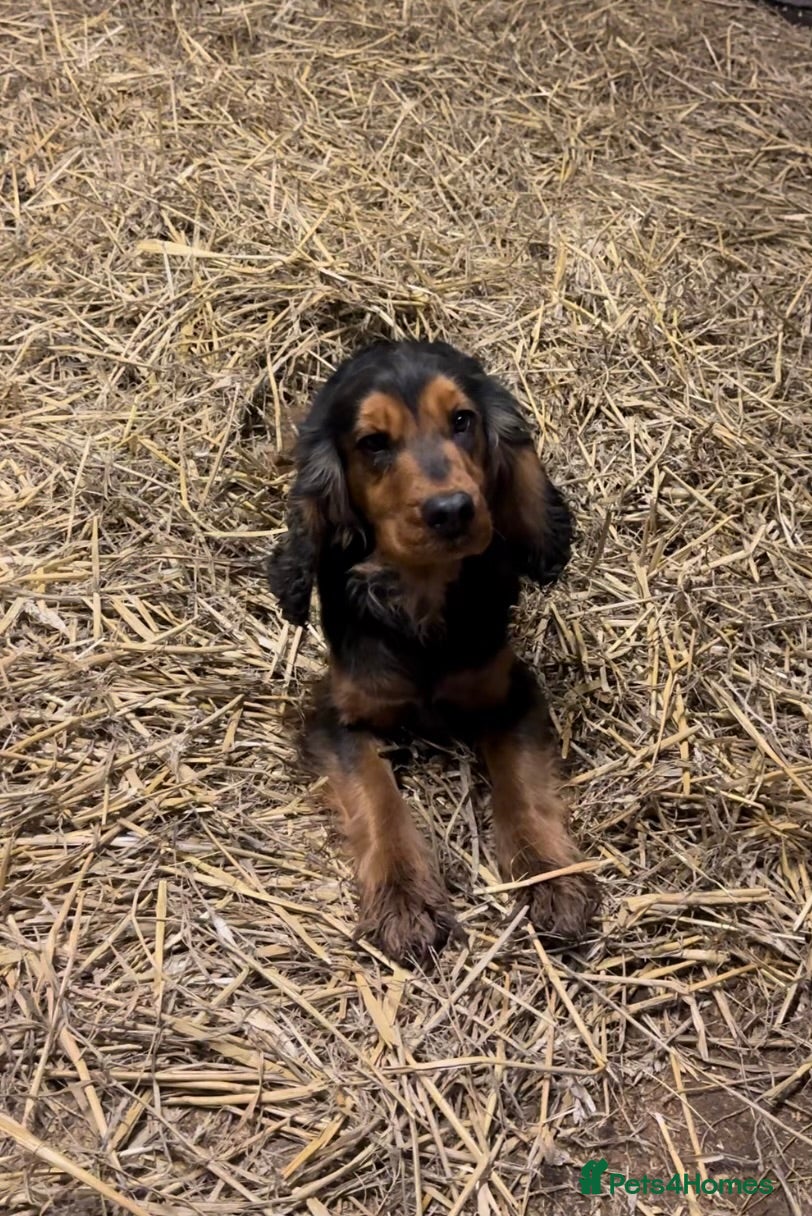 Cockalier dogs 6 Cockalier puppies - Advert 1