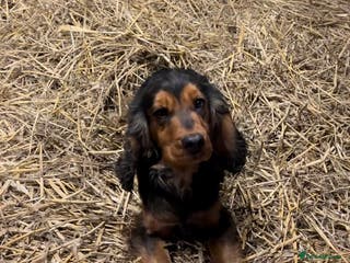 Cockalier dogs 6 Cockalier puppies - Advert 13