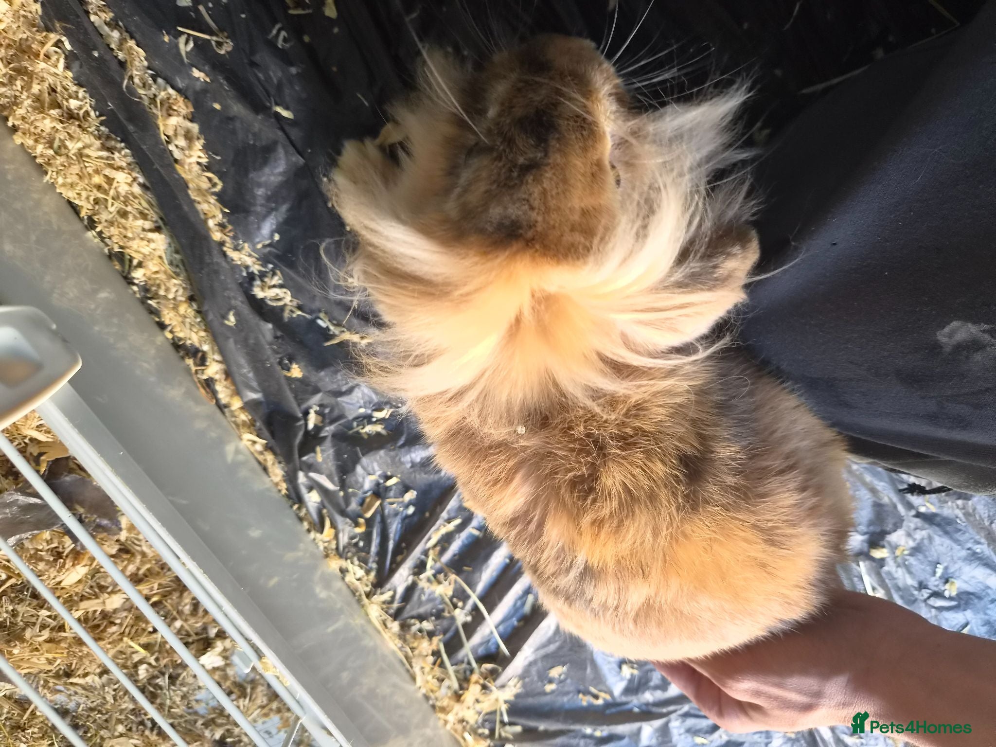 Rex rabbits 1 lion head rabbit  1 rex and 1 lop  - Advert 1