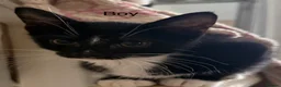 Mixed Breed cats for sale: 5 gorgeous kittens ready now - Advert 8