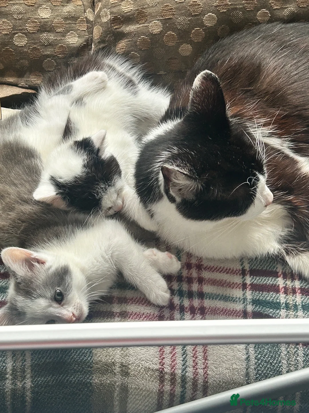 Mixed Breed cats for sale: 4 kittens for rehoming  - Advert 5