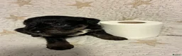 Mixed Breed dogs for sale: Staffypoo’s - Advert 13