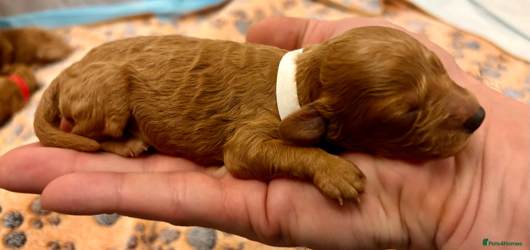 Miniature Poodle dogs for sale: **All Reserved** Stunning Deep Red Mini Poodle - Advert 23