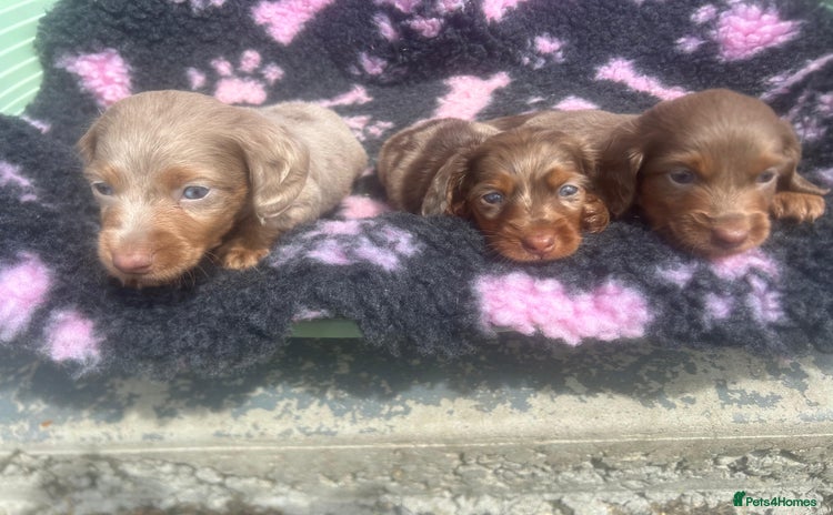 Miniature Dachshund dogs - Advert 2