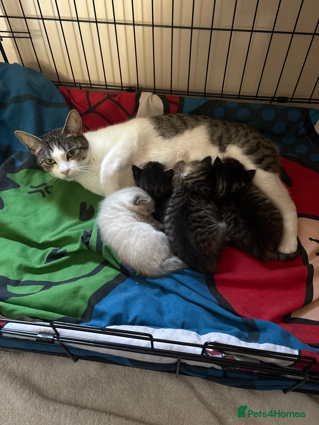 Mixed Breed cats for sale: 3 Lovely tabby 1 grey kittens - Advert 2