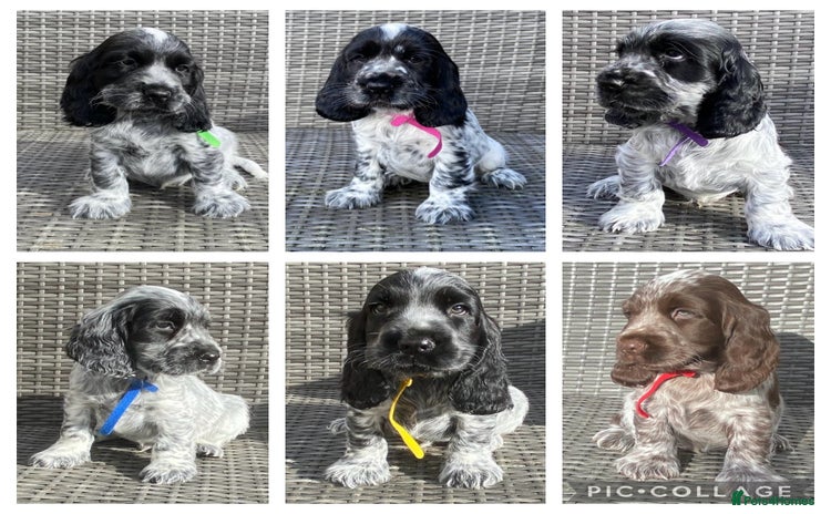 Cocker Spaniel dogs - Advert 12