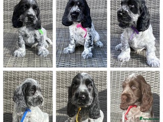 Cocker Spaniel dogs KC Reg & DNA tested Cocker Spaniel Pups Ready Now - Advert 12