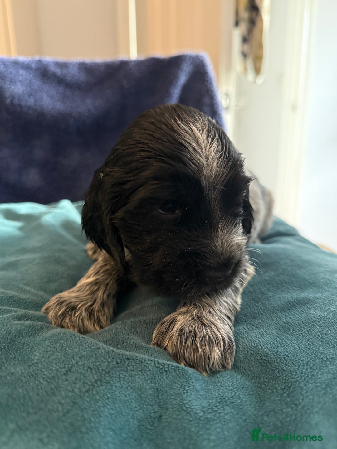 Cocker Spaniel dogs for sale: KC Registered Show Cockers - Image 7