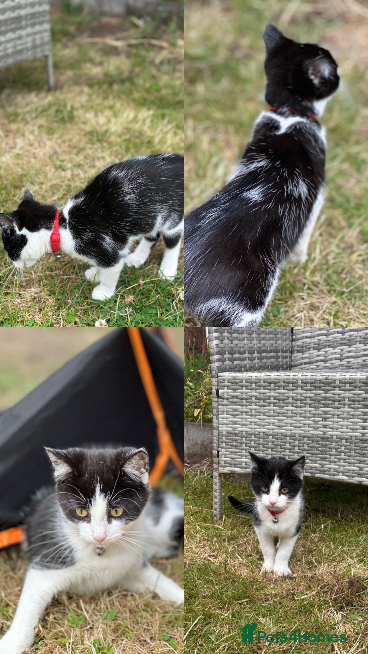 Domestic Shorthair cats Male kitten - Advert 6