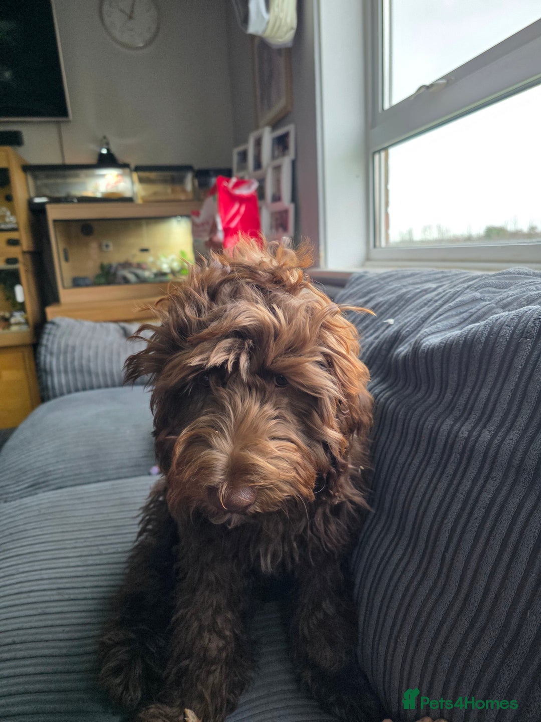 Mixed Breed dogs for sale: 6 month old Labradoodle Pup - Advert 2