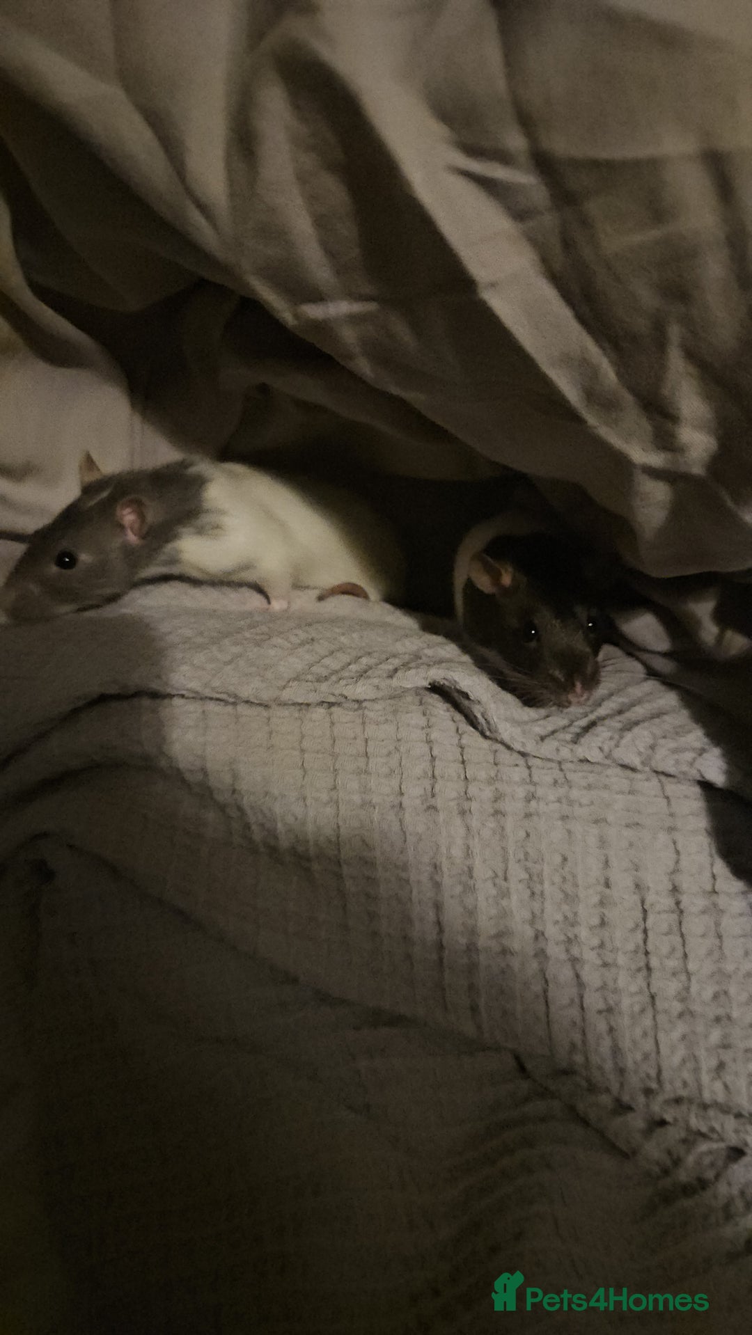 Rat rodents for sale: 2 Female Rats for Sale with full cage set up.  - Advert 5