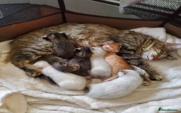 Maine Coon cats for sale: Maine coon x kittens - Image 13