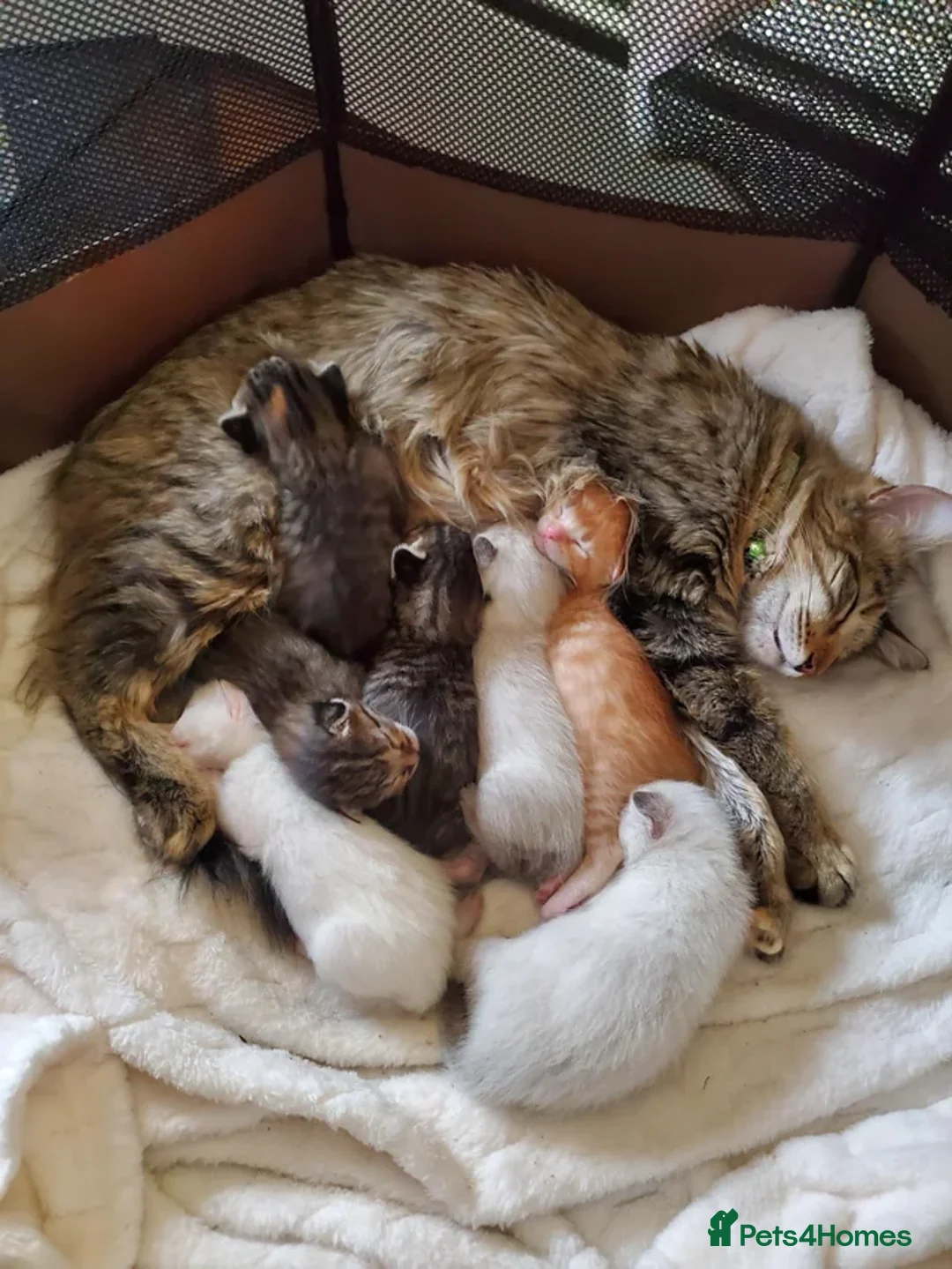 Maine Coon cats for sale: Maine coon x kittens - Image 13