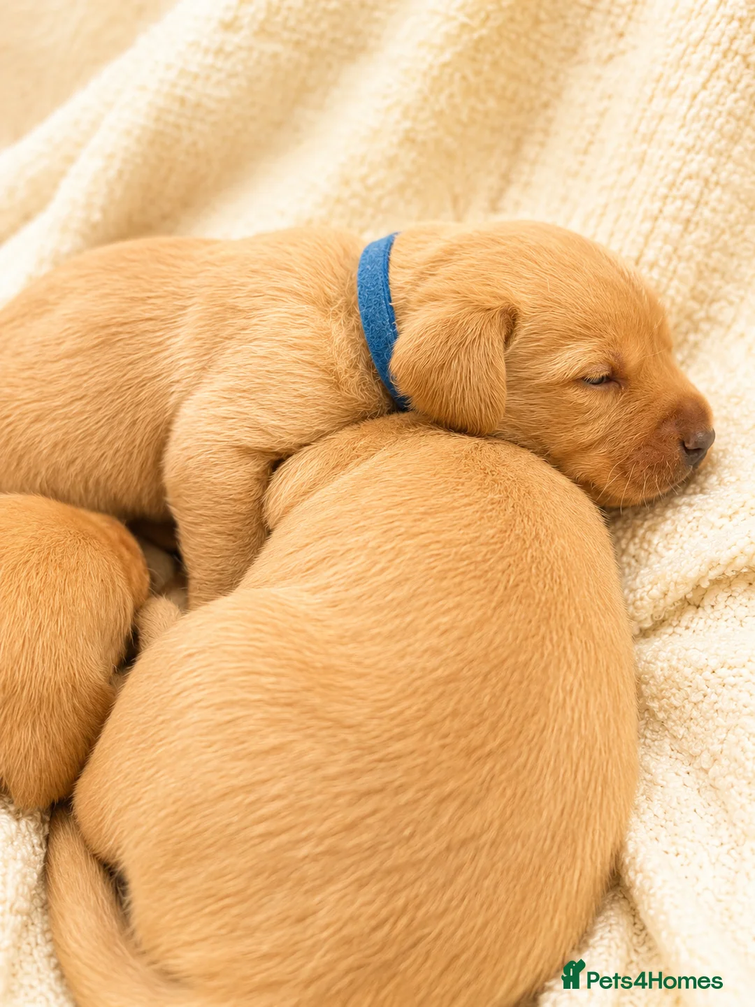 Labrador Retriever dogs for sale: Gorgeous Fox Red Labrador Puppies-5 Girls & 4 Boys in Tenbury Wells - Advert 16
