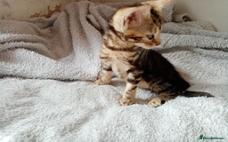 Mixed Breed cats for sale: Lovely Ginger and Rosetted Kittens - Image 18