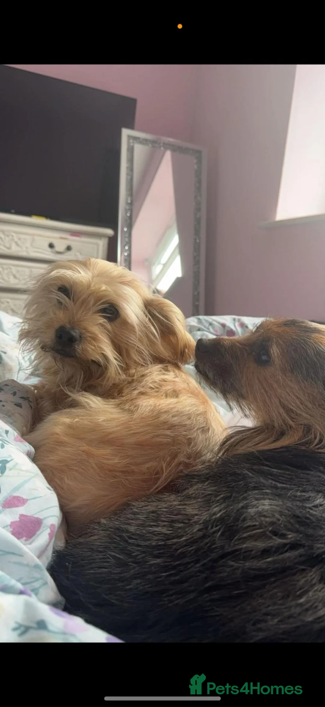 Mixed Breed dogs for sale: 1 shorkie an 1 shorkie x jack russel in Matlock - Advert 5