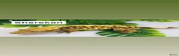 Gecko reptiles for sale: Multiple crested geckos for sale  - Advert 4