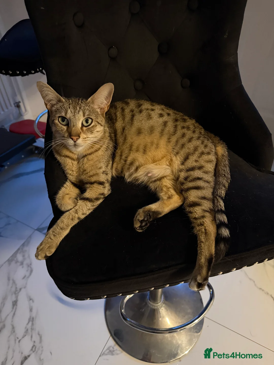 Savannah cats for sale: Striking savannah kittens silver & black/gold - Advert 1