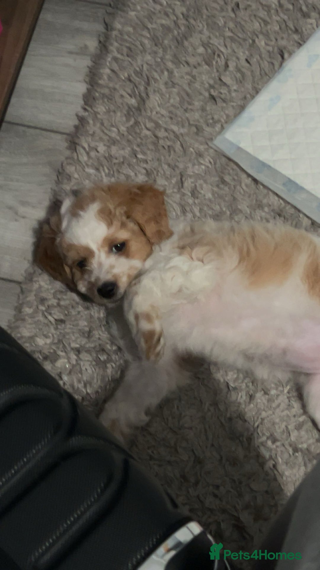 Chipoo dogs for sale: Chipoo Puppy - Advert 3