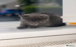 British Shorthair cats for sale: Kittens for sale bradford - Image 6