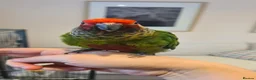 Conures birds for sale: Two bonded hand tame conures - Advert 4