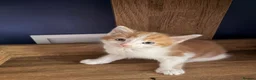 Mixed Breed cats for sale: 3 beautiful kittens for sale £300 - Advert 7
