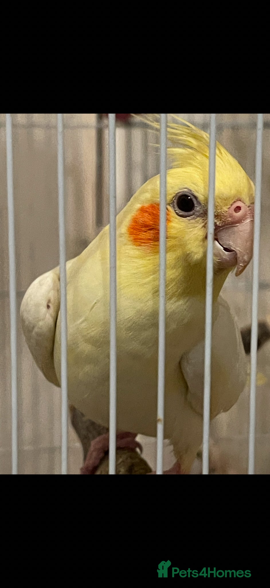 Cockatiels birds Pretty Tamed Girl Cockatiel Seeking Forever Home - Advert 3