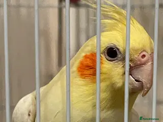 Cockatiels birds Pretty Tamed Girl Cockatiel Seeking Forever Home - Advert 3