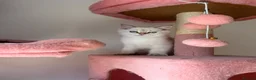 British Longhair cats for sale: WHITE KITTEN COLORPOINT VACCINATED READY FOR HOME - Advert 30