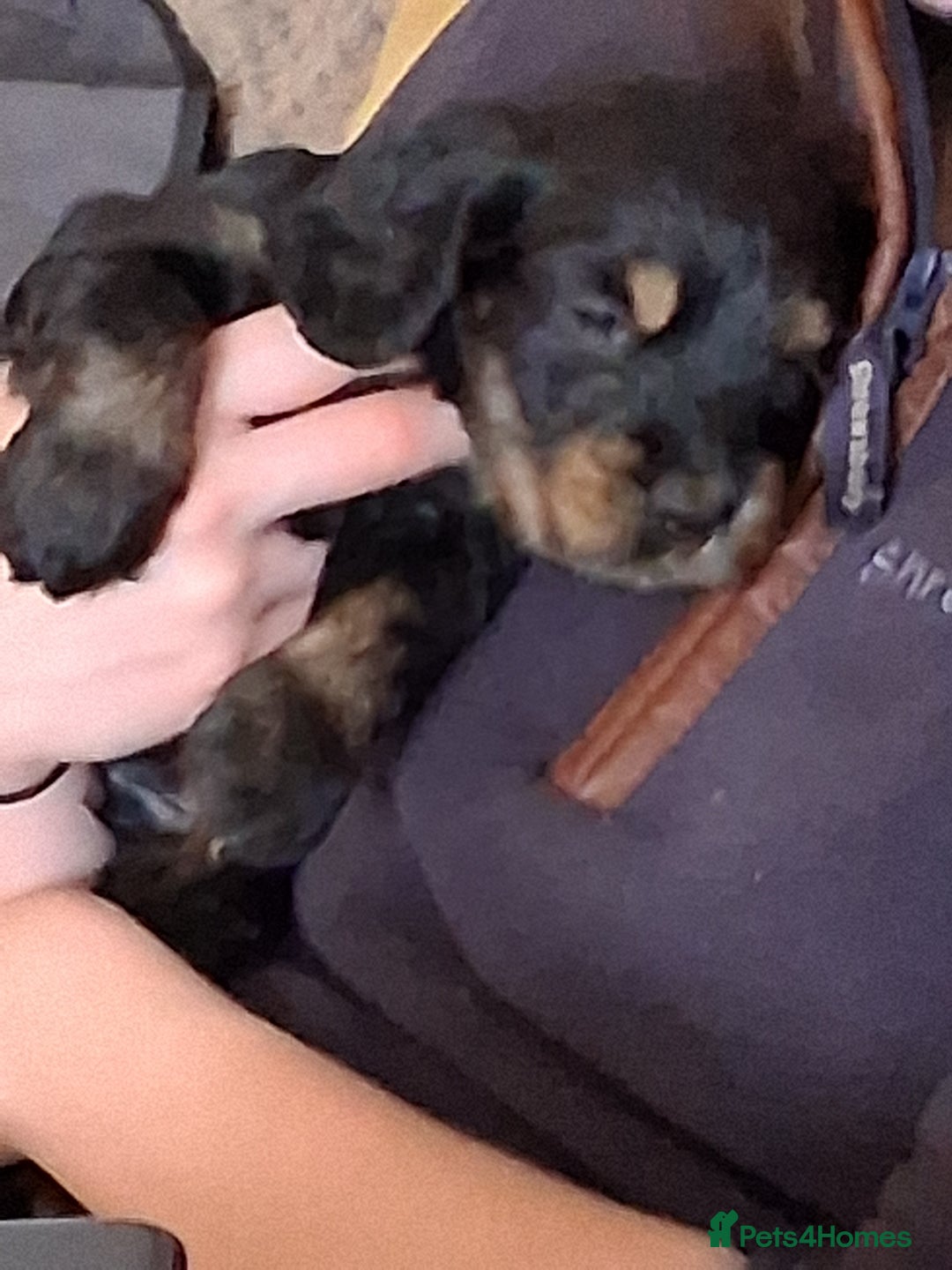 Cocker Spaniel dogs for sale: Quality show type Cocker Spaniel puppies for sale in Whitchurch - Image 6