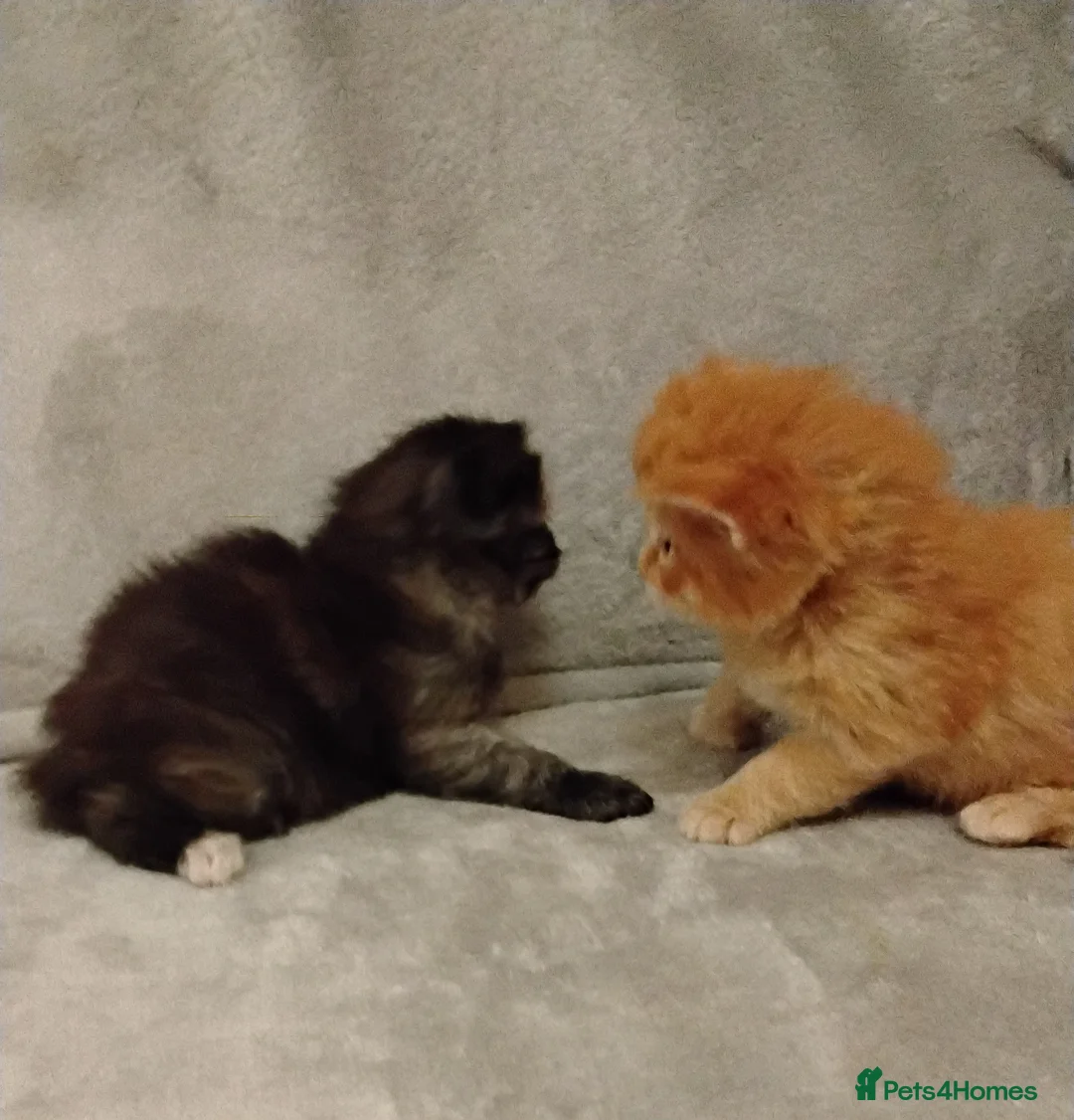 Maine Coon cats for sale: Exceptional Maine Coon kittens available - Advert 19