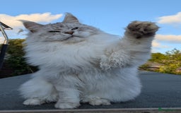 Maine Coon cats for sale: Black Silver Shaded Active proven boy - Image 7