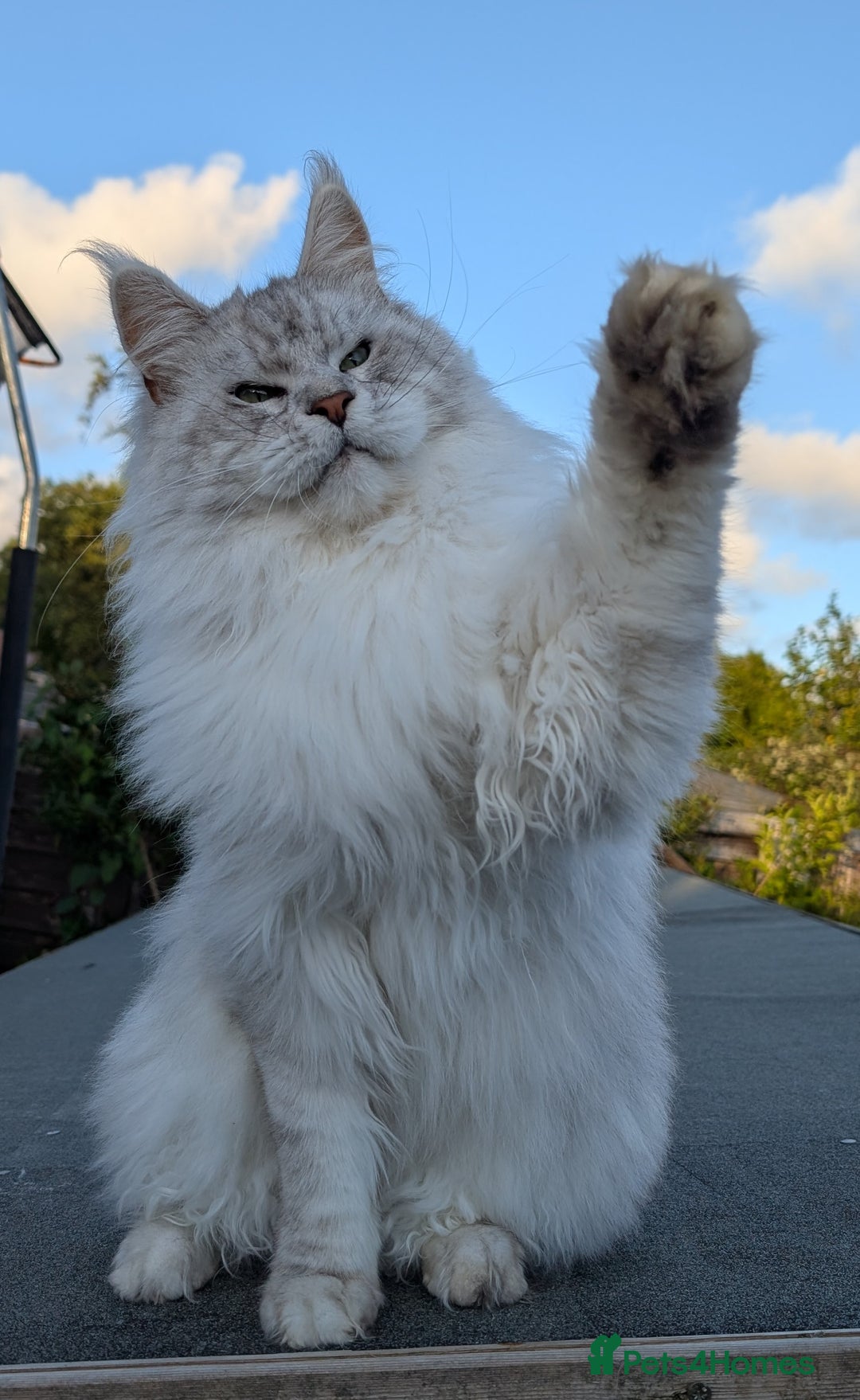 Maine Coon cats for sale: Black Silver Shaded Active proven boy - Image 7