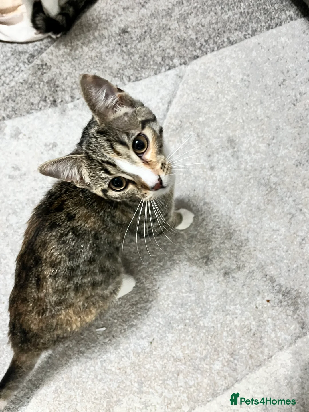 Mixed Breed cats for sale: Beautiful, Healthy Kitten– Ready for Forever Home - Advert 7