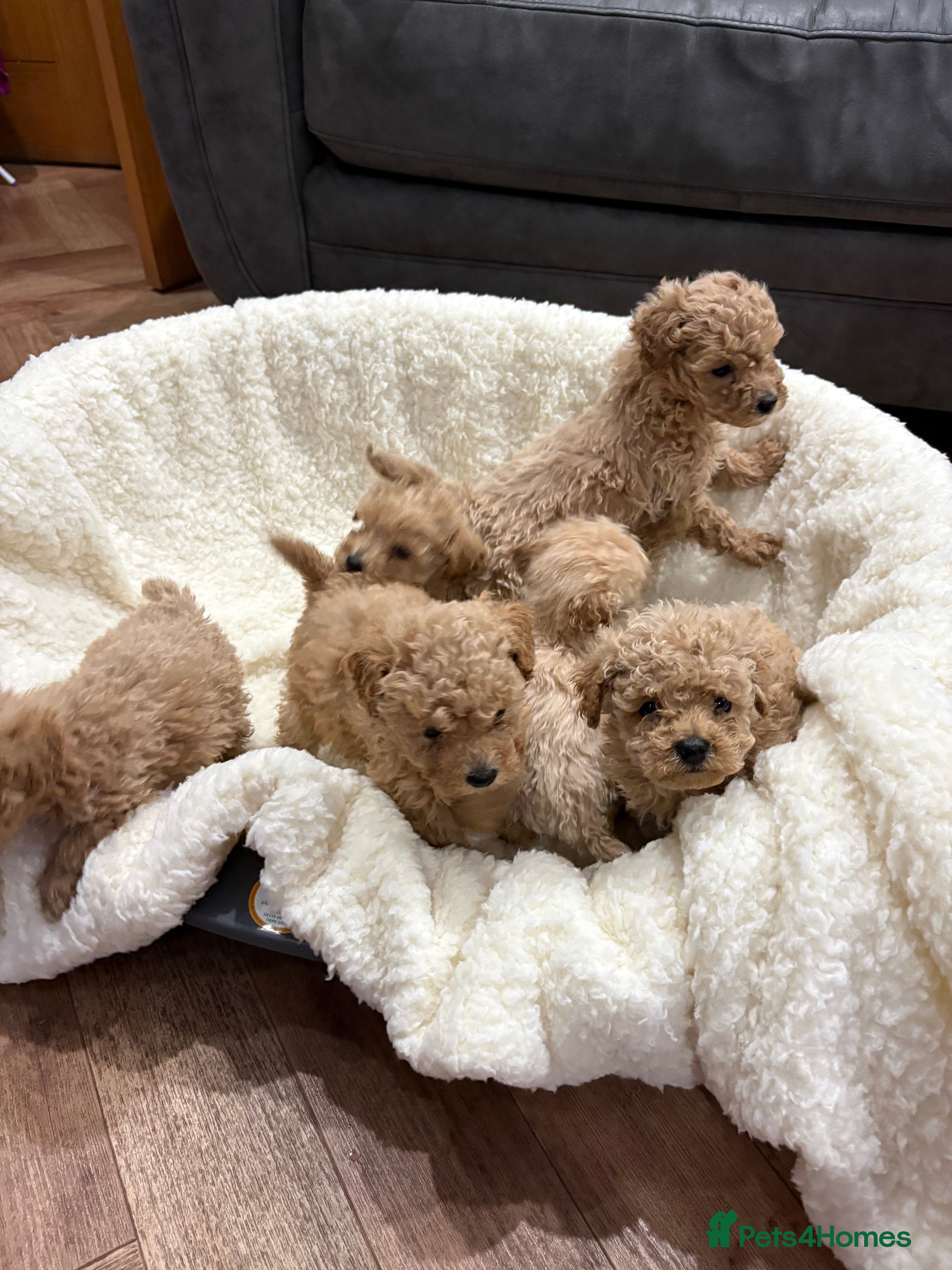 Yorkiepoo dogs F2b yorkipoo puppies - Advert 12