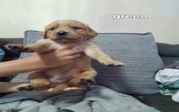 Golden Retriever dogs for sale: Amazing Golden Retrievers for sale  - Image 15