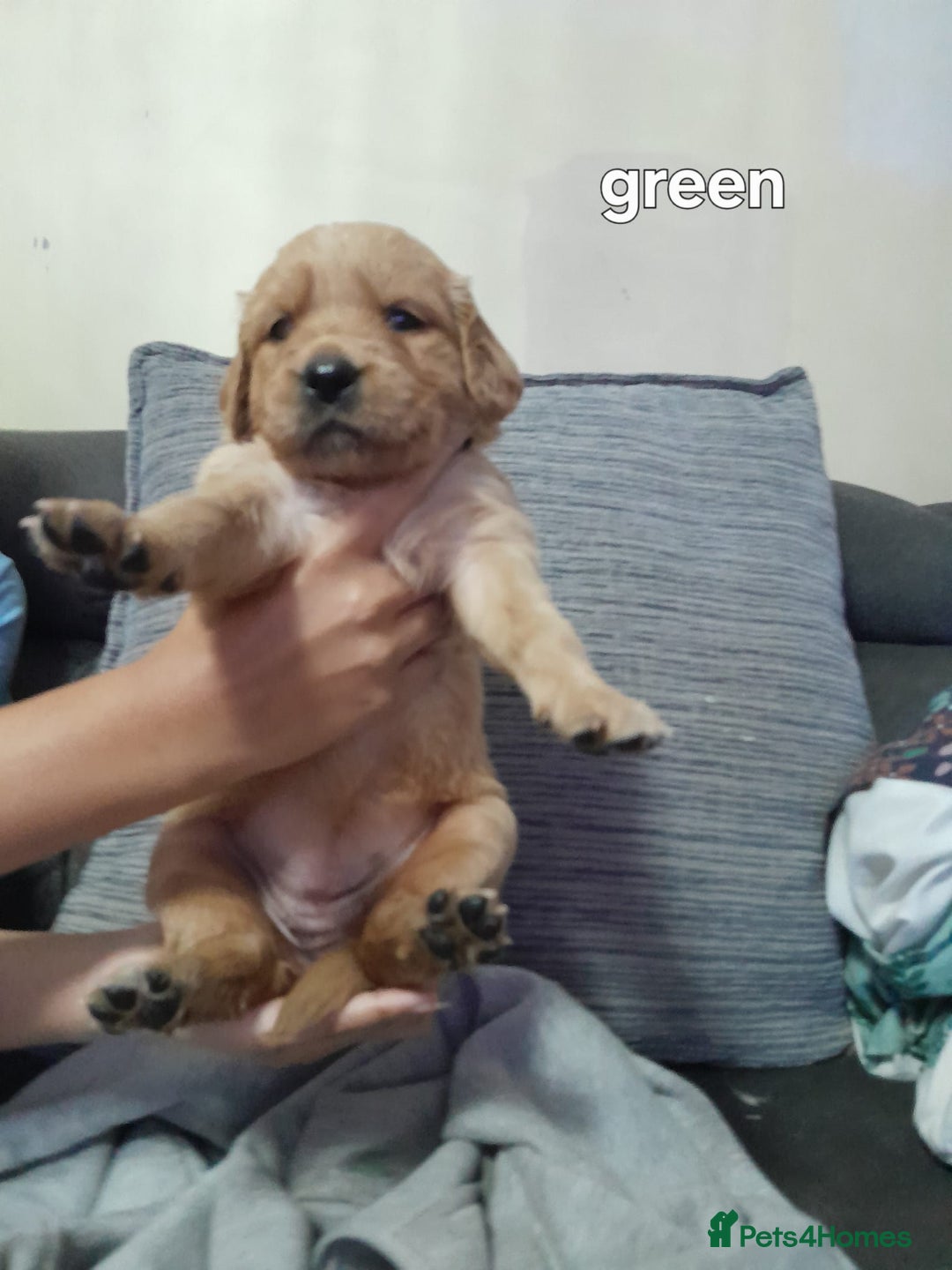 Golden Retriever dogs for sale: Amazing Golden Retrievers for sale  - Image 15