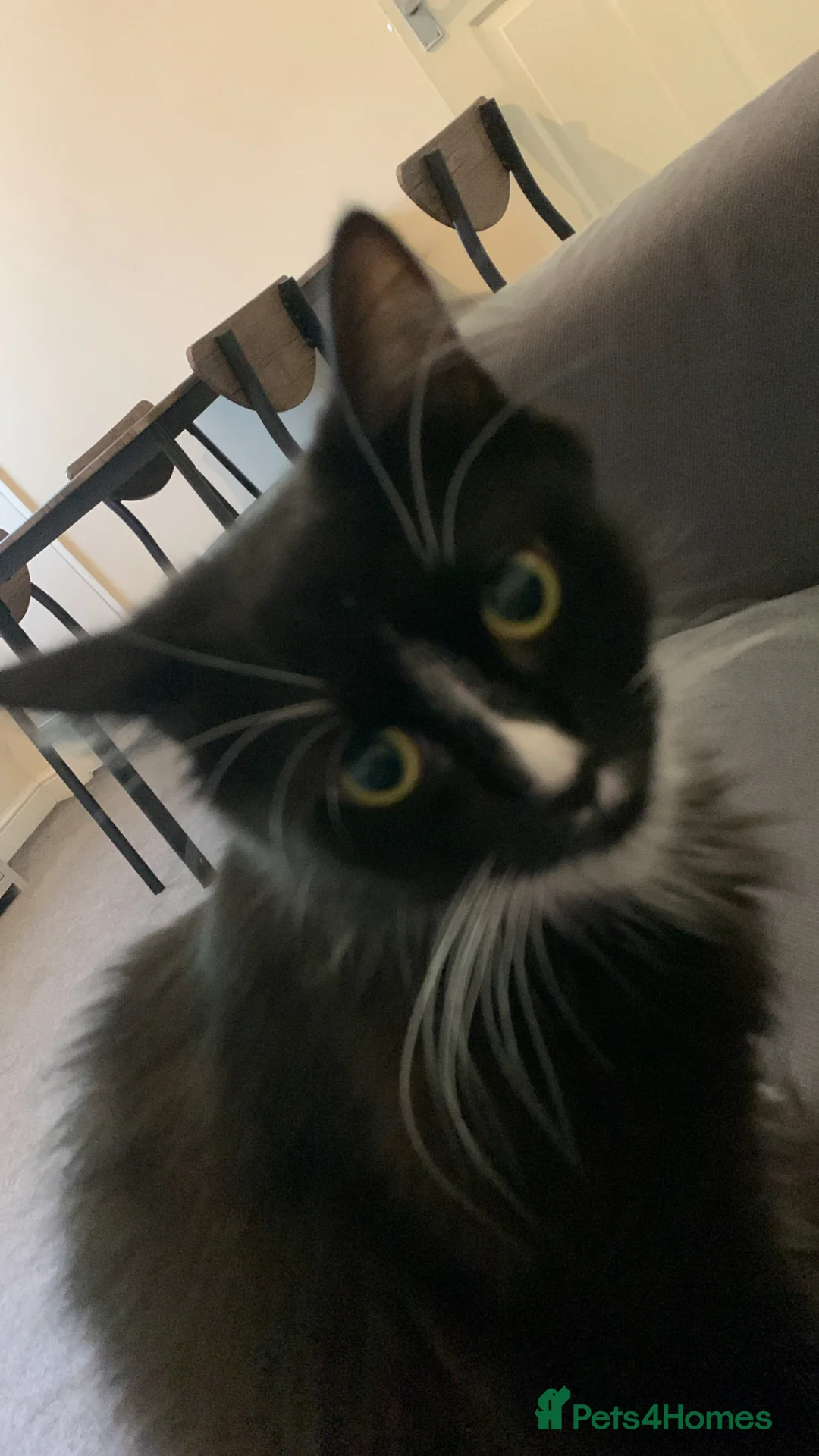 Mixed Breed cats for sale: Garfield  - Advert 3