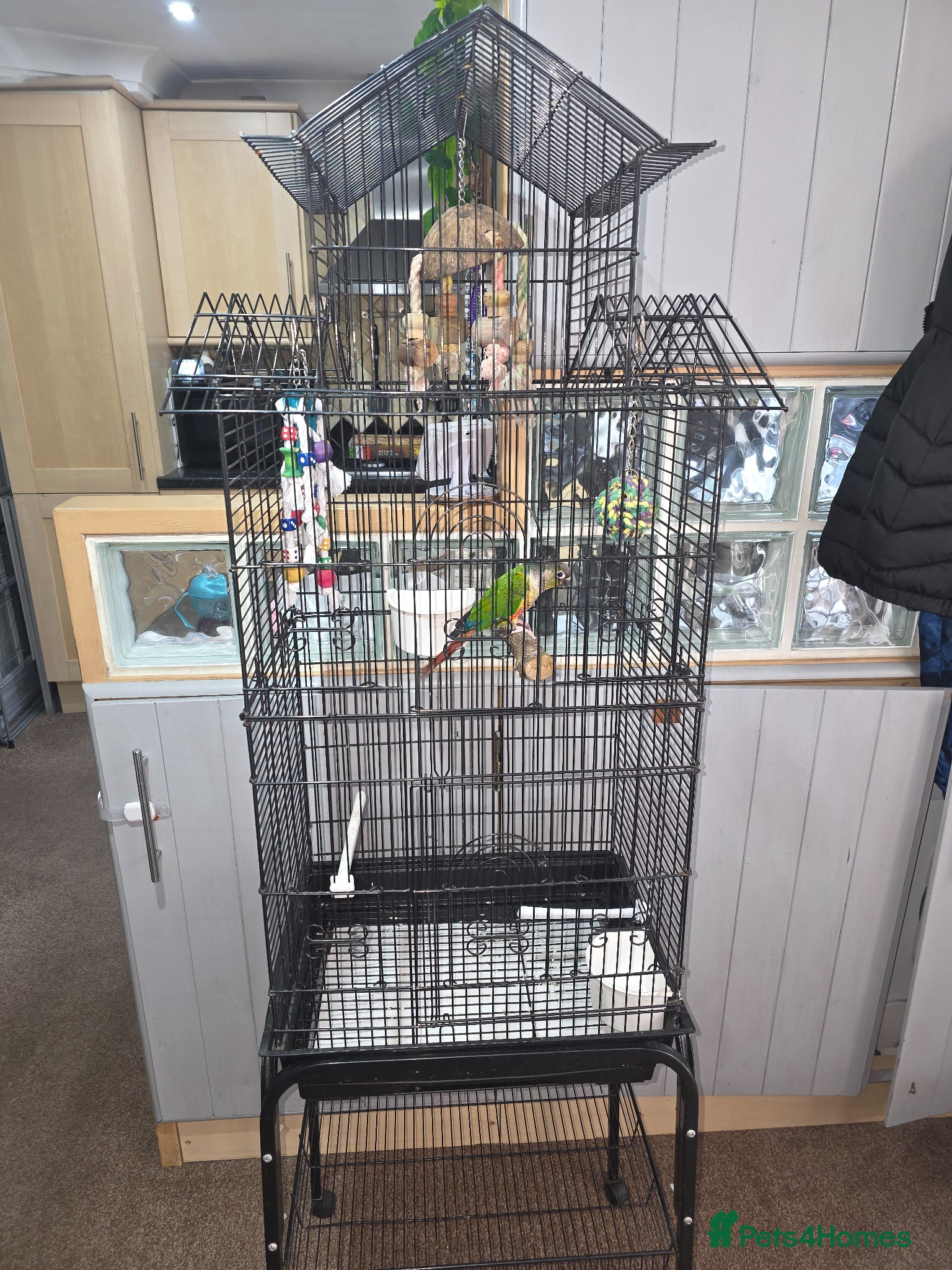 Conures birds Conure and cage  - Advert 3