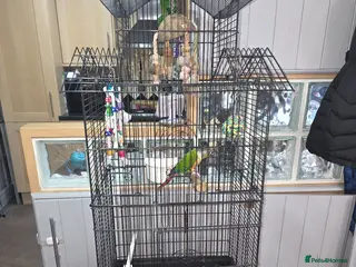Conures birds Conure and cage - Advert 3