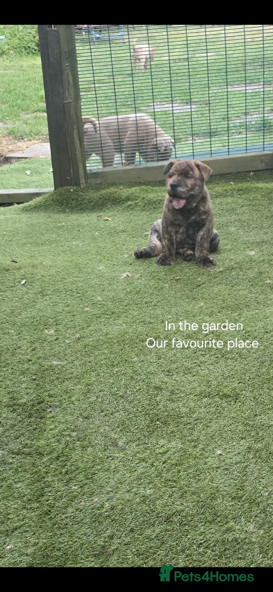 Mixed Breed dogs Chaffy babies - Advert 2