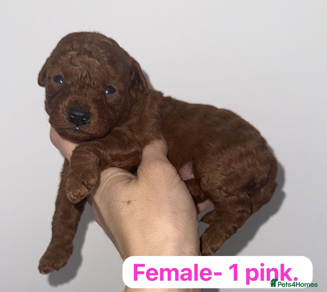 Labradoodle dogs for sale: 5 amazing HT red multi double doodles❤️💙 - Image 1