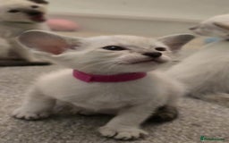 Siamese cats for sale: Seal Tabby Point Siamese - Image 5