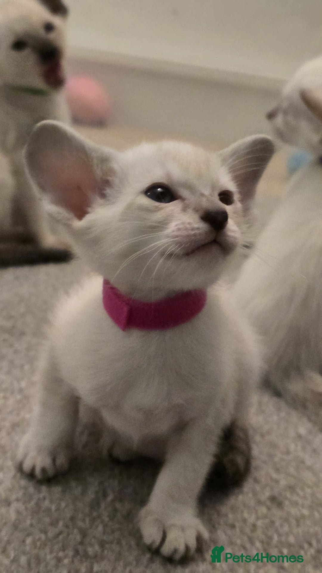 Siamese cats for sale: Seal Tabby Point Siamese - Image 5